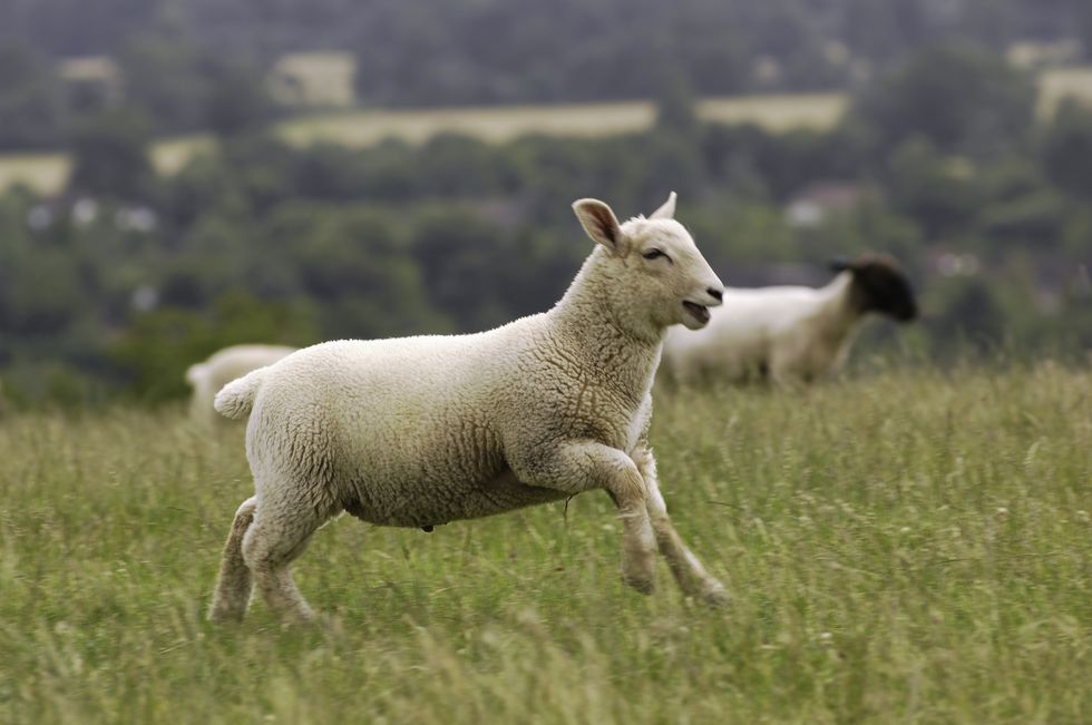 Sheep, Natural environment, Vertebrate, Pasture, Sheep, Grassland, Field, Mammal, Farm, Terrestrial animal, 