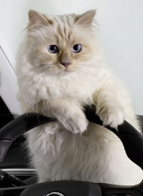 全世界身价最高的猫!卡尔拉格斐爱猫的顶级奢