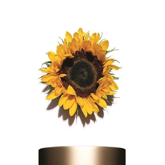 Yellow, Sunflower, Font, Beige, Peach, Still life photography, sunflower, Label, Cut flowers, Cylinder, 