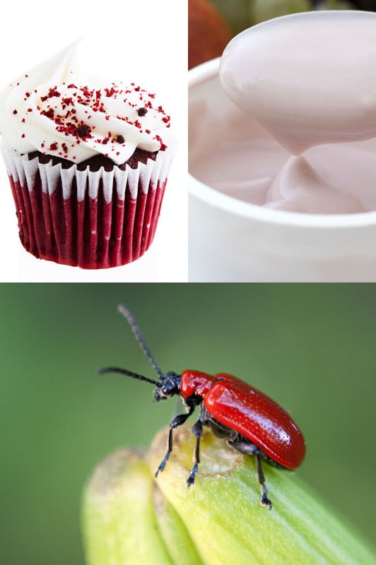 Invertebrate, Insect, Organism, Arthropod, Dessert, Cupcake, Baking cup, Pest, Ingredient, Baked goods, 