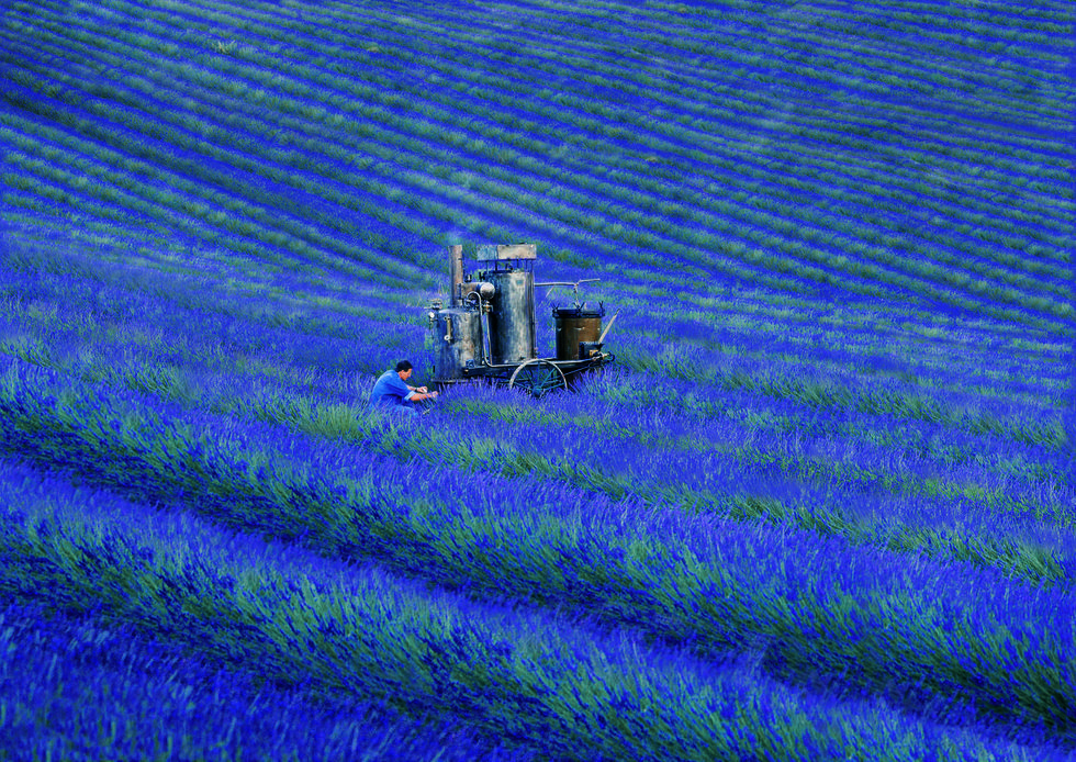 Farm, Agricultural machinery, Agriculture, Field, Harvester, Purple, Crop, Plantation, Lavender, Rural area, 