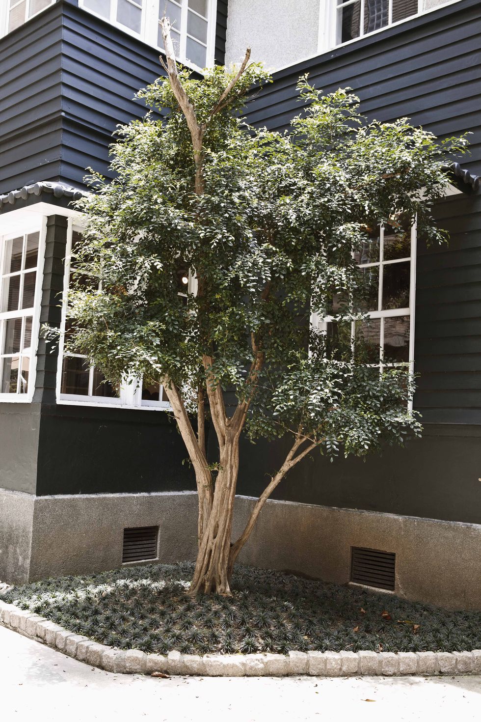 Window, Branch, Property, Real estate, Facade, Building, Wall, Woody plant, House, Residential area, 