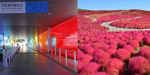 Red, Petal, Colorfulness, Pink, Magenta, Purple, Plantation, Slope, Annual plant, Design, 
