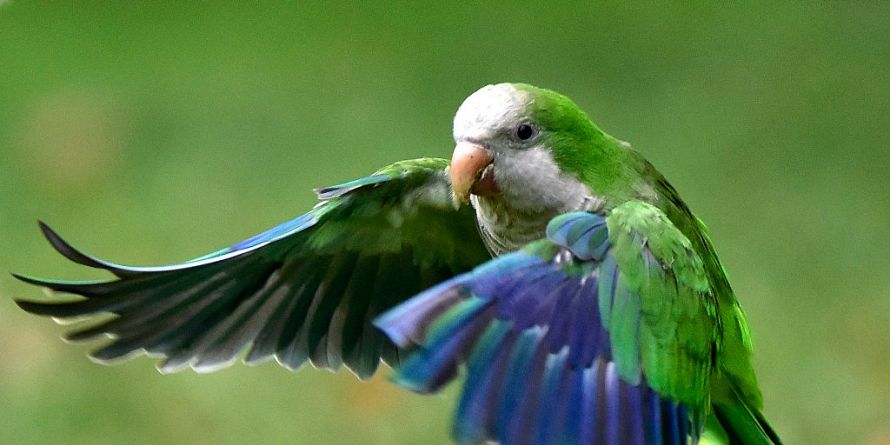 Nature, Green, Blue, Bird, Organism, Vertebrate, Beak, Wing, Feather, Adaptation, 