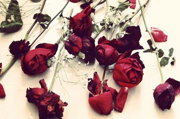 Petal, Red, Flower, Botany, Flowering plant, Carmine, Still life photography, Maroon, Rose family, Hybrid tea rose, 