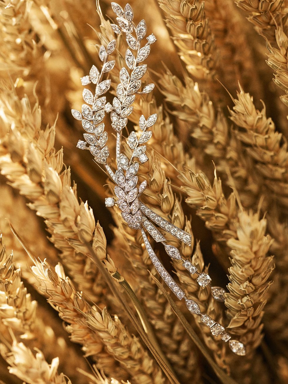 Brown, Agriculture, Flowering plant, Poales, Grass family, Wheat, Close-up, Terrestrial plant, Crop, Food grain, 
