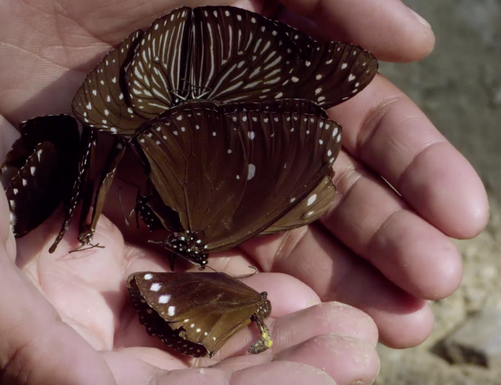 Butterfly, Invertebrate, Insect, Moths and butterflies, Organism, Bivalve, Brush-footed butterfly, Scallop, Chocolate, Clam, 