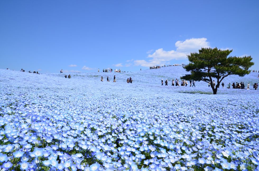 Blue, Flower, Groundcover, Wildflower, Snow, Meadow, Agriculture, Annual plant, Herbaceous plant, Field, 