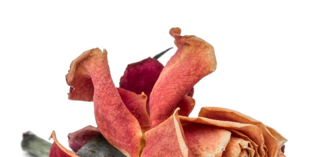 Petal, Flower, Flowering plant, Botany, Maroon, Still life photography, Artificial flower, Cut flowers, Peach, Natural material, 