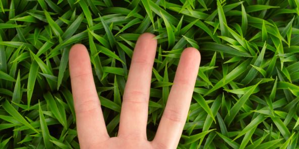 Grass, Finger, Ingredient, Produce, Herb, Thumb, Fines herbes, Whole food, Vegetable, Parsley family, 