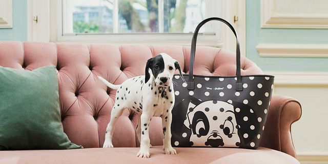 Carnivore, Dog breed, Dalmatian, Dog, Pattern, Companion dog, Turquoise, Teal, Couch, Sporting Group, 