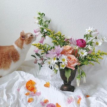 Cat, Flower, Cut flowers, Still life, Rose, Pink, Small to medium-sized cats, Flower Arranging, Floral design, Plant, 