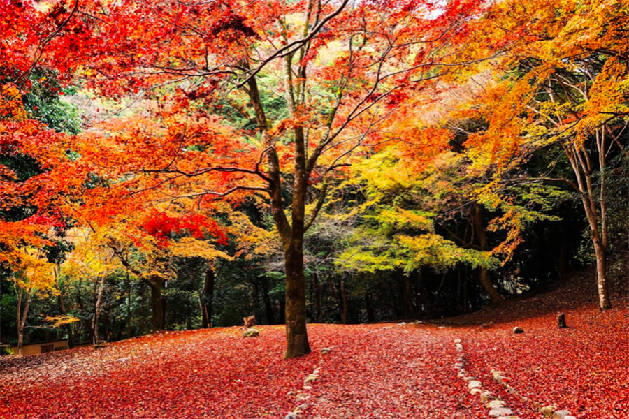 Tree, Leaf, Natural landscape, Nature, Deciduous, Autumn, Red, Sky, Natural environment, Orange, 