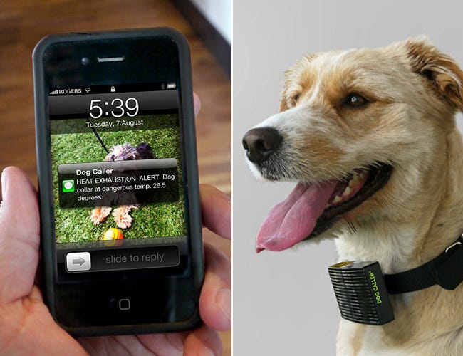 The Dog Caller