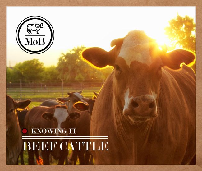 different types of beef cattle