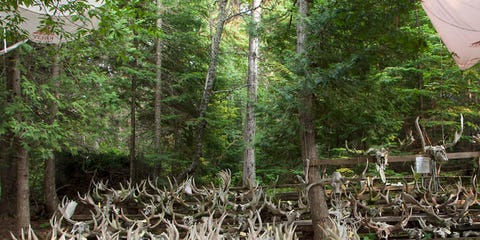 Moose-Skull-Gear-Patrol-Lead