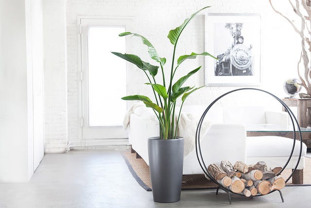 10 Best Indoor Plants for Men - Gear Patrol