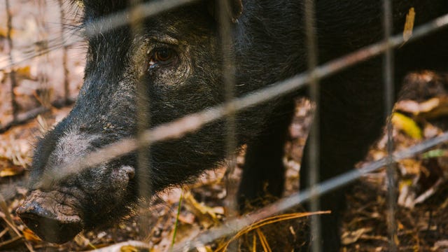 The Battle for the Ossabaw Island Pig - Gear Patrol