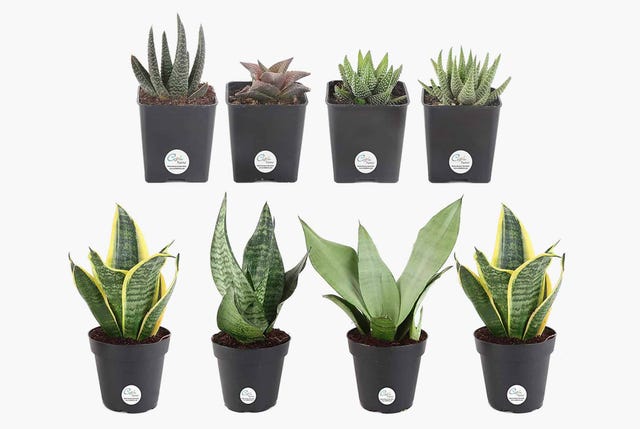 The Best Place To Buy Cheap Houseplants Amazon