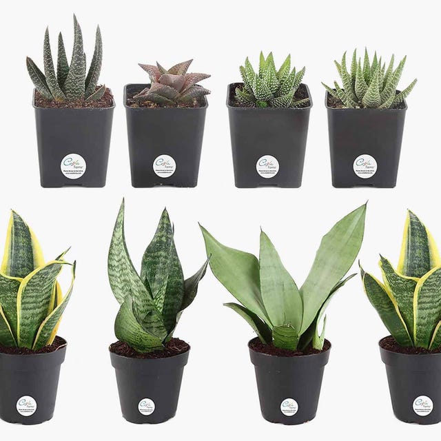 The Best Place To Buy Cheap Houseplants Amazon The Best Place To Buy Cheap Houseplants Amazon