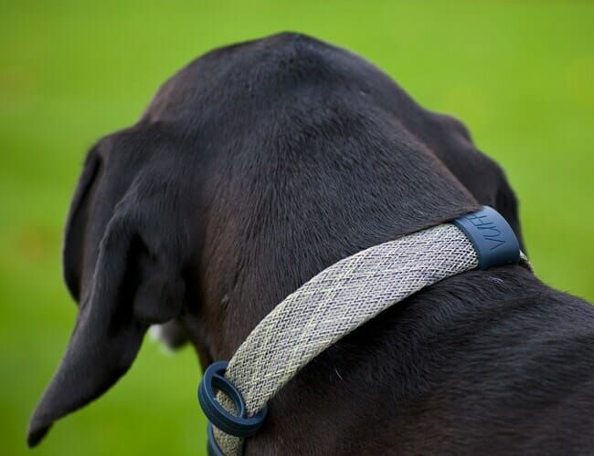 collarless dog leash