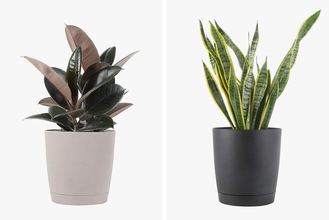 Amazon-Plants-Costa-Farms-gear-patrol-lead-full