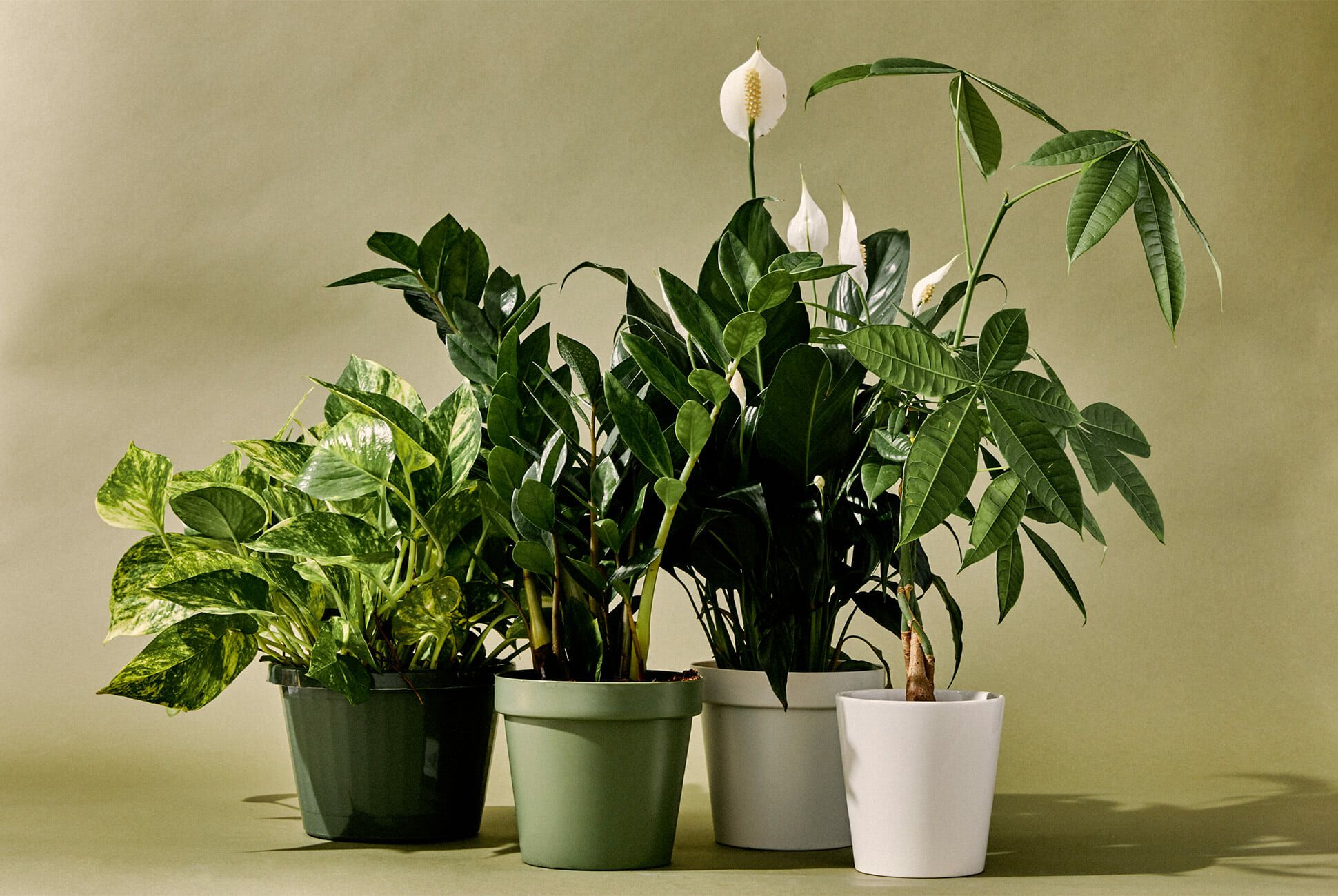 Plants For Inside House