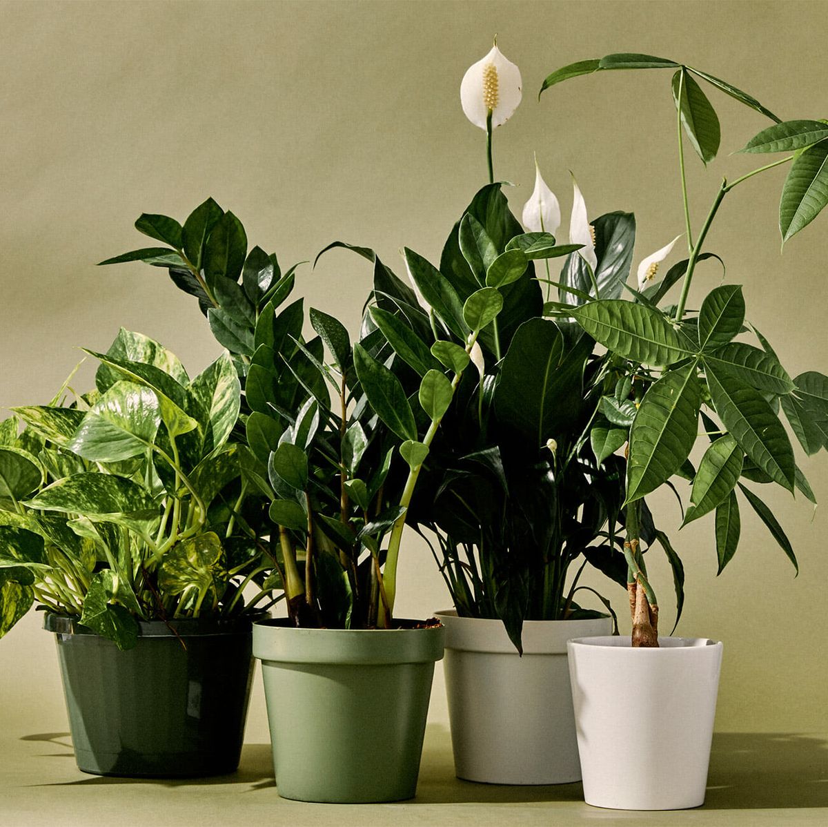 The 20 Best Indoor Plants for Every Kind of Person