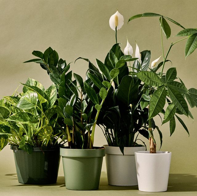 assortment of indoor plants