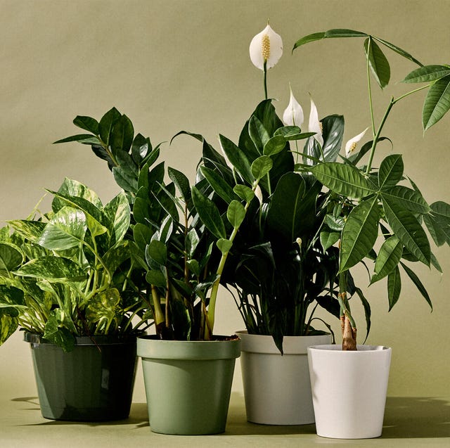 Indoor Plants