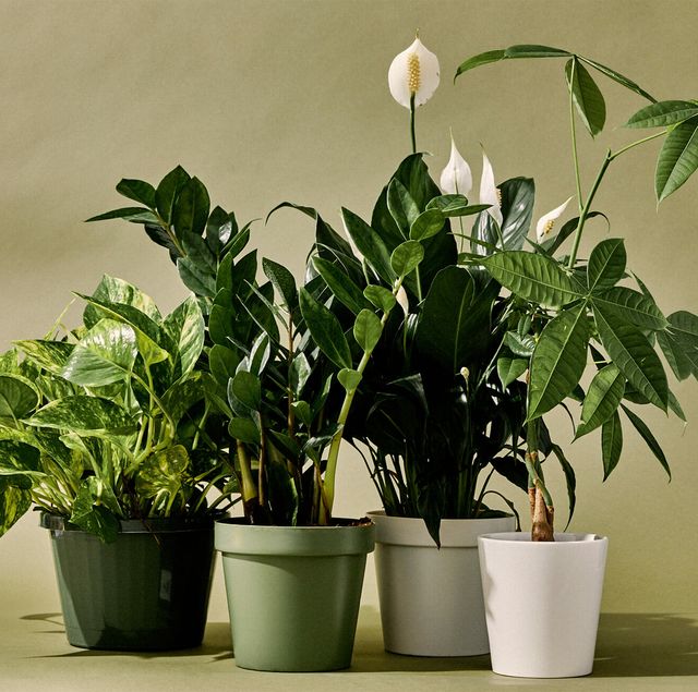 Best Indoor Plants Snake Plant Zz Plant Pothos And More