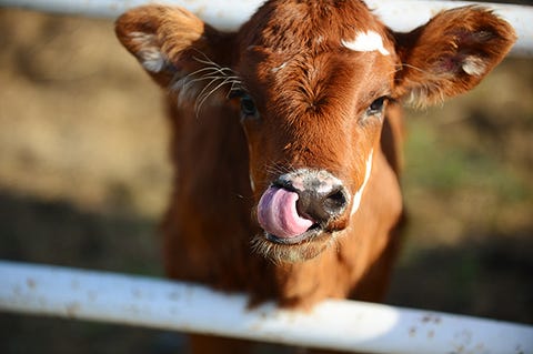 Photos and other amusements - Calf tongue blowjob first time sex stories Porn tube Giving girls oral sex