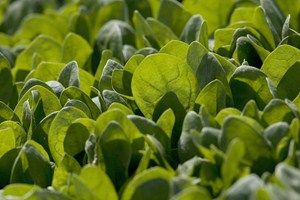 Green, Leaf, Light, Pattern, Terrestrial plant, Close-up, Groundcover, Plantation, Macro photography, Annual plant, 