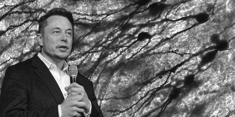 Musk's neurons are faster than your neurons.
