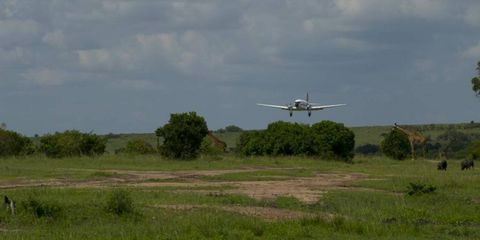 A DC3 prop plane from Mobassa Air Safari lands on a dirt airstrip&#8230;flying over giraffes and wart hogs, in the Masa Marai.