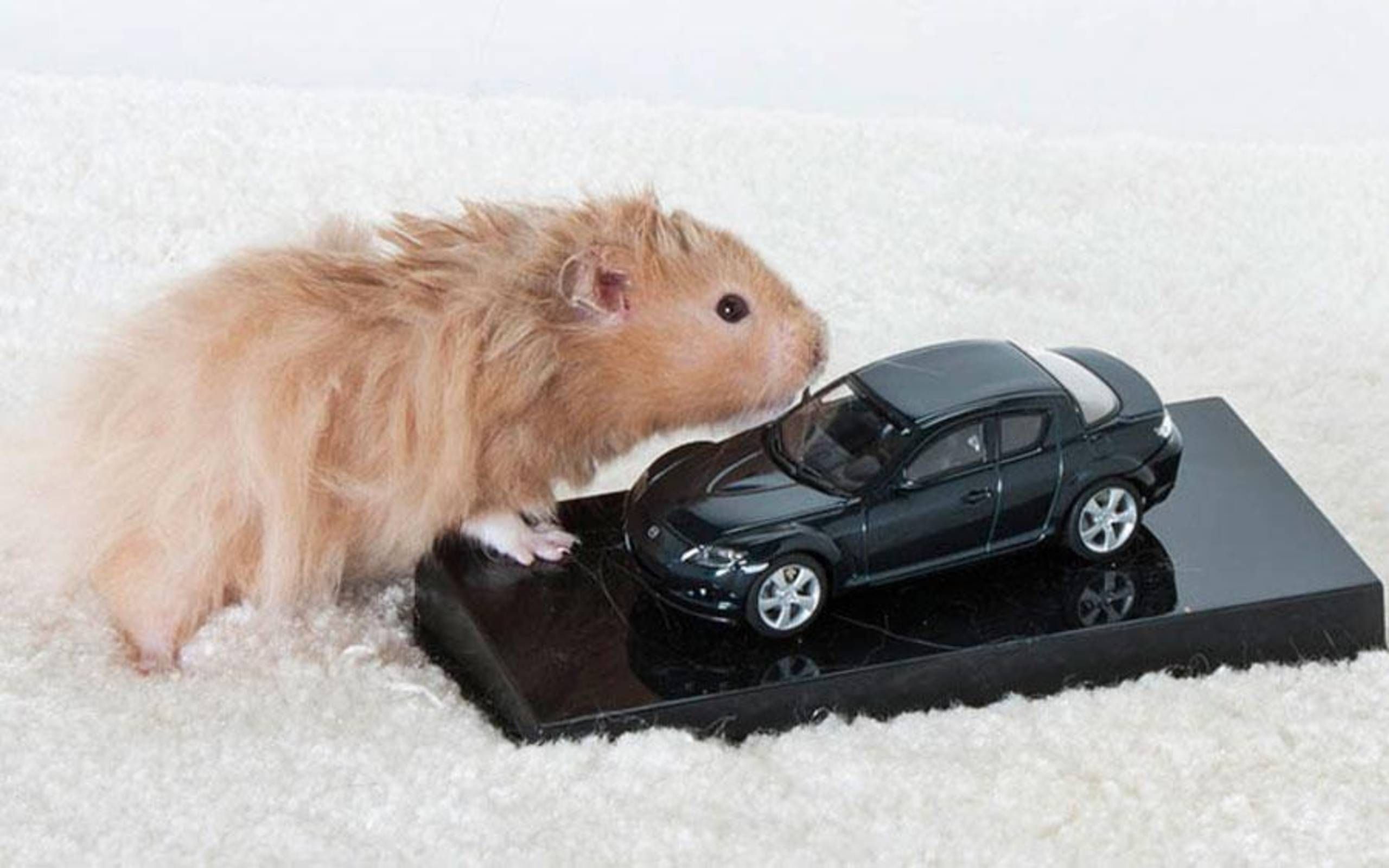 hamsters in cars