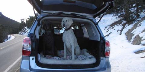 The '14 Forester has room for two large dogs to ride in comfort in the cargo area.
