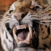 James Franco stars with this tiger in Ford's pre-Super Bowl ad teaser.