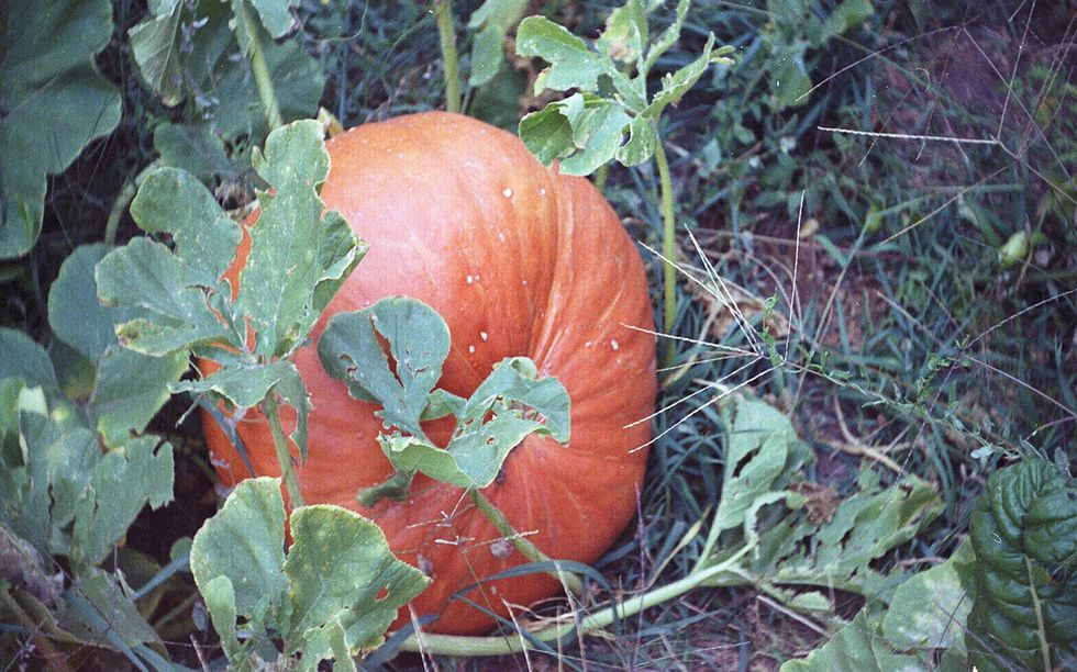 Pumpkins are almost as easy to grow as rust on an air-cooled Volkswagen.
