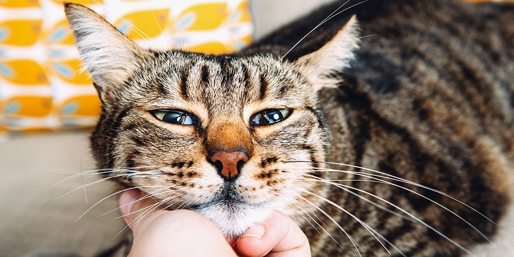 The Five Best Cat Cafes From Around the World — The Neighbor's Cat