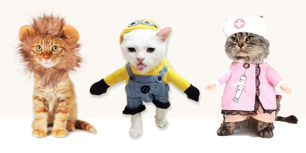 14 Best Cat Costumes for Halloween 2016 - Hilarious Costumes for Cats