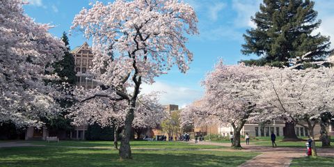 washington.edu

 The UW campus' quad has cherry blossom trees lining the pathways, getting all the students and nearby locals excited that springtime is here. They are so popular that they even have their own twitter account: @uwcherryblossom. 