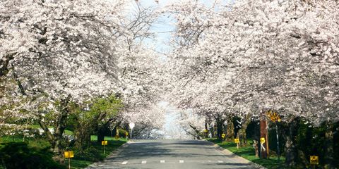 kenwood cherry blossoms Maryland