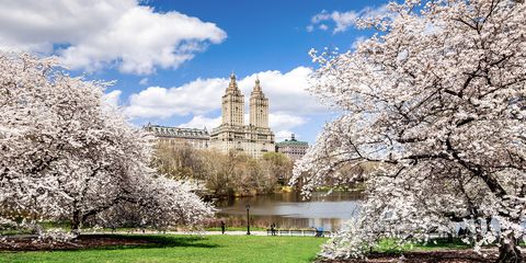 central park cherry blossoms