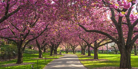 Brooklyn Botanic Garden cherry blossoms