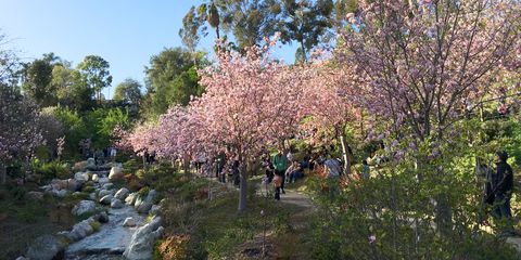 Balboa Park, San Diego cherry blossoms