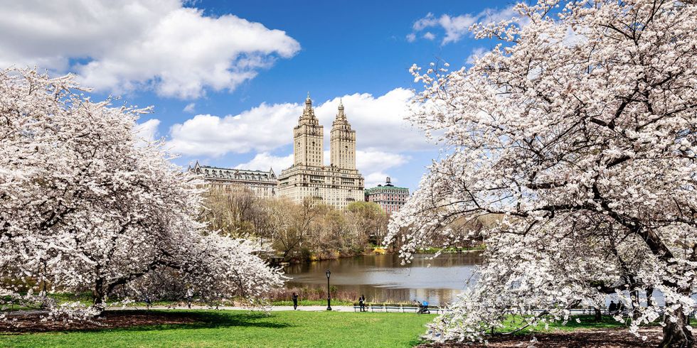 Experience Fairmount Park's cherry blossoms at a pop-up with food