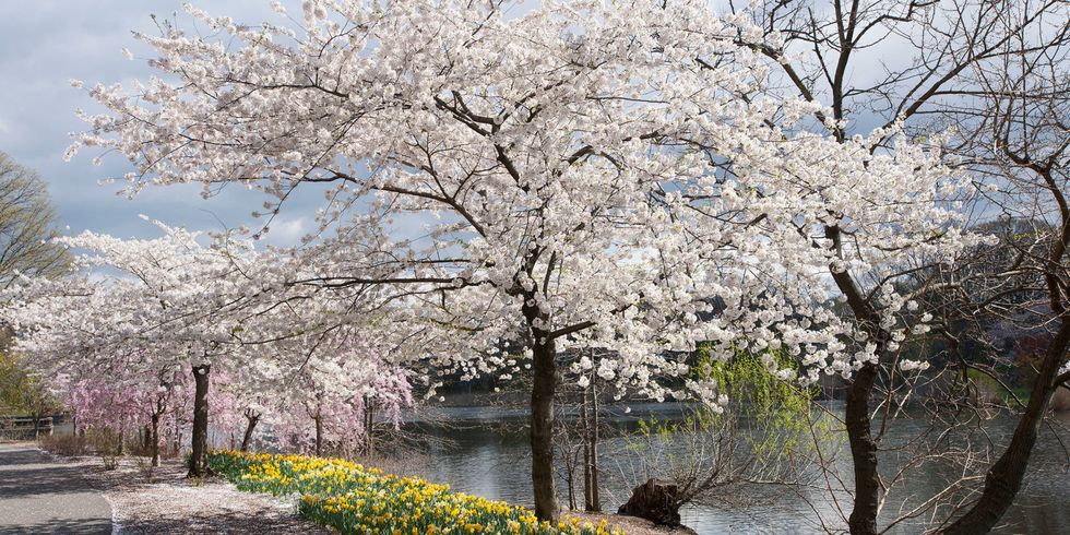 New Jersey Cherry Blossoms Guide