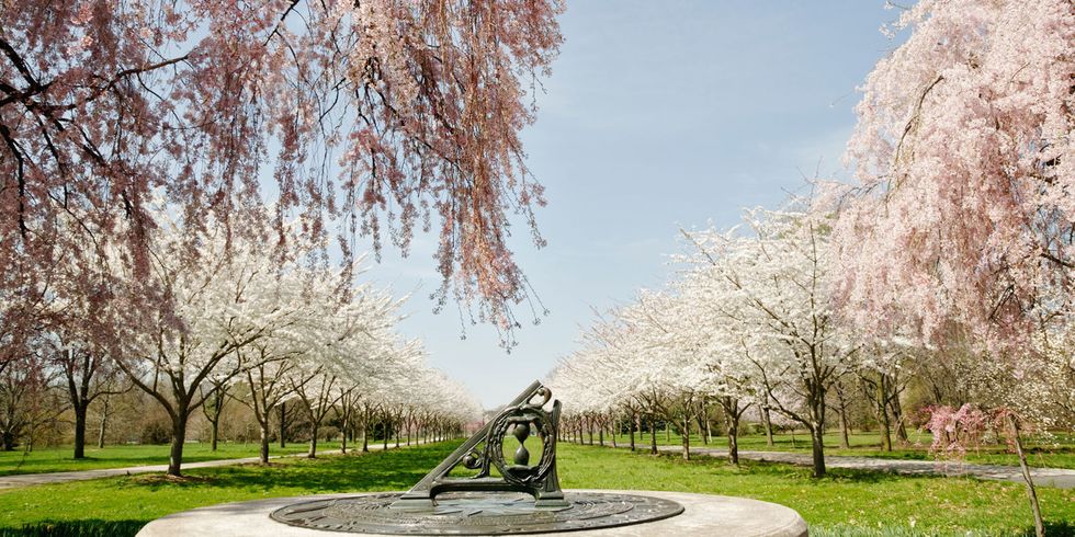 Experience Fairmount Park's cherry blossoms at a pop-up with food