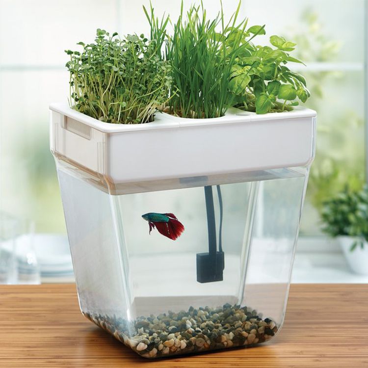 fish tank with herbs on top